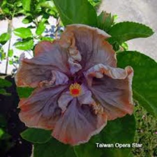 Taiwan Opera Star-altoit - Hibicus tropical_colectie