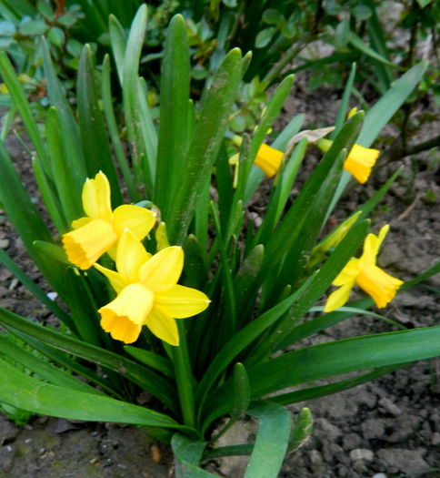 Narcise pitice - Martisor cu snur usor