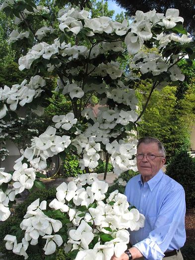 cornus hongkongalensis