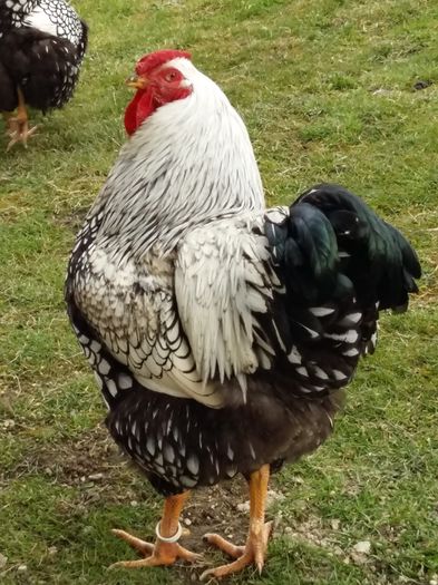 Slovac 2015 - WIANDOTTE ARGINTIU