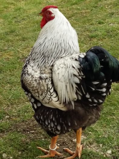 Slovac 2015 - WIANDOTTE ARGINTIU