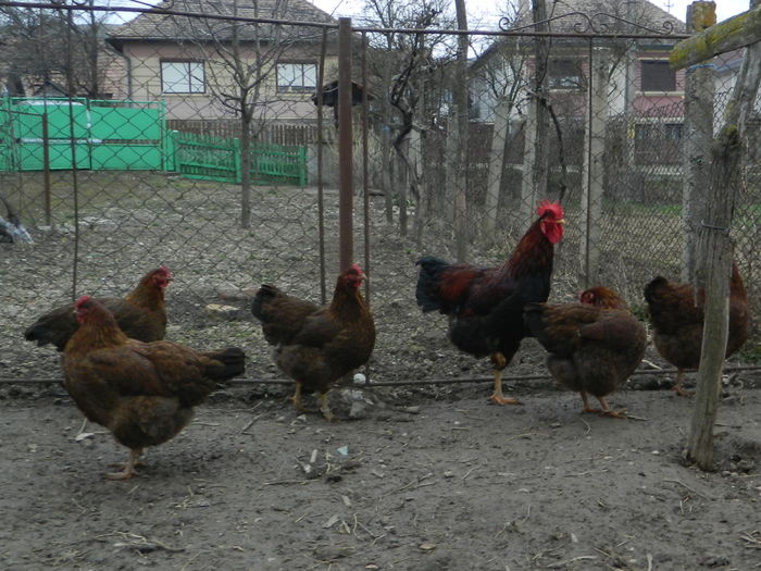 RSCN0354