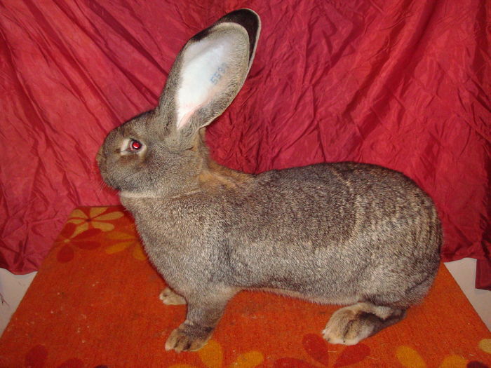 RO49 5539; 95,5 pct - 9,1 kg - Boby M.
