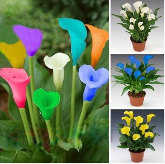 Calla lily 1,5 ron/buc - AAA DE VANZARE SEMINTE FLORI RARE o noua transa