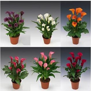 Calla lily 1,5 ron/buc