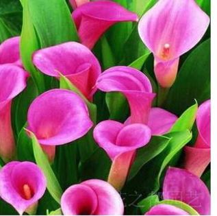 Calla lily 1,5 ron/buc - AAA DE VANZARE SEMINTE FLORI RARE o noua transa