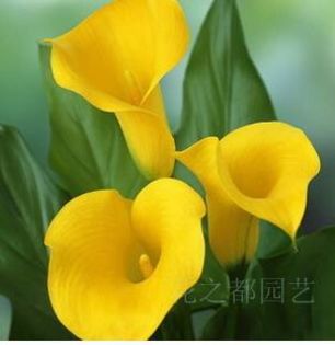 Calla lily 1,5 ron/buc - AAA DE VANZARE SEMINTE FLORI RARE o noua transa