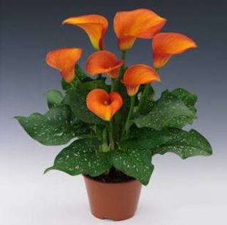 Calla lily 1,5 ron/buc - AAA DE VANZARE SEMINTE FLORI RARE o noua transa