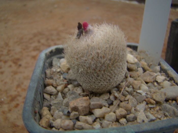 Epithelantha densispina; d-3, h-3, planta florifera, substrat mineral, curat
