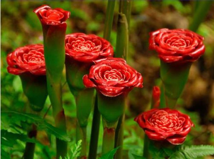 Rare Red Carnation 2 ron/buc - AAA DE VANZARE SEMINTE FLORI RARE o noua transa