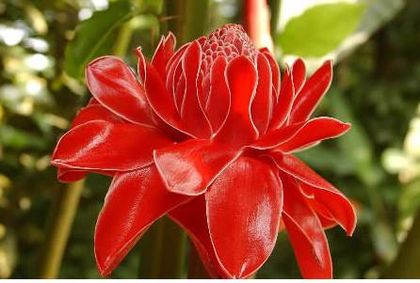 Torch ginger 2 ron/buc