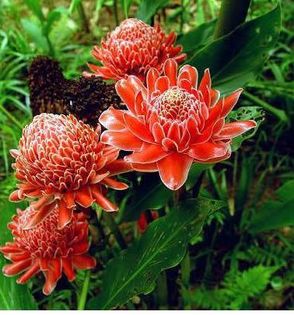 Torch ginger 2 ron/buc
