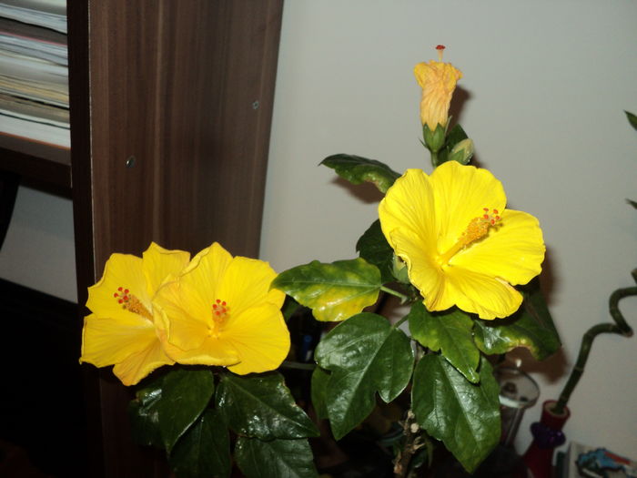 DSC09388 - Hibiscus