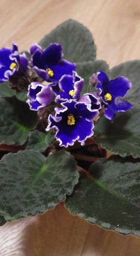 Optimara Hawaii - 1 - Violete Comune