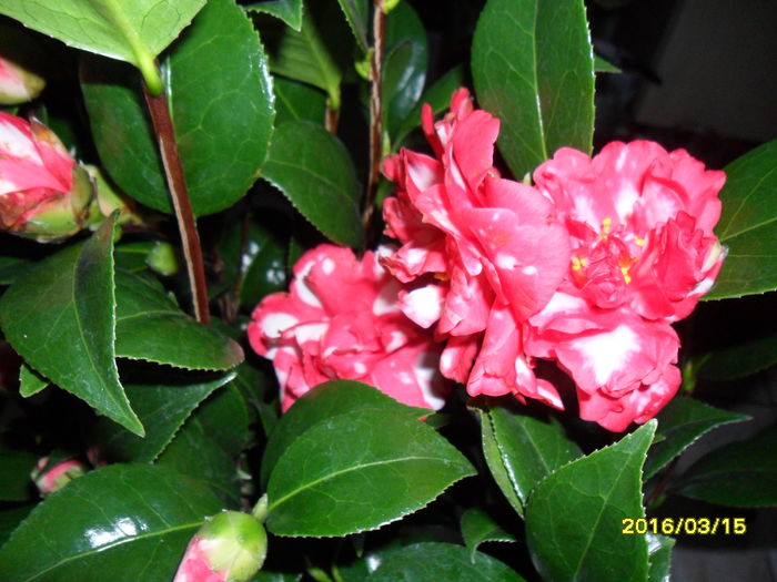 SAM_2654 - Camelia