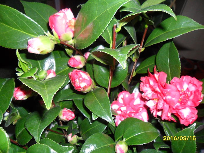 SAM_2655 - Camelia