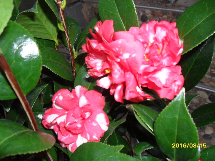 SAM_2658 - Camelia