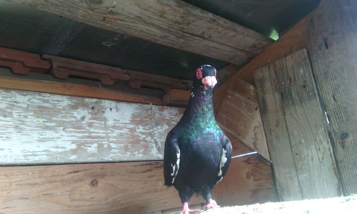 mascul 2015 bombat pe negru r