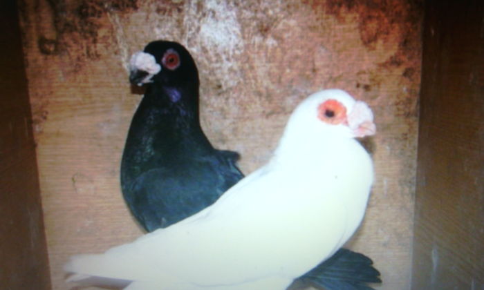 pereche 2014 carangulat c1