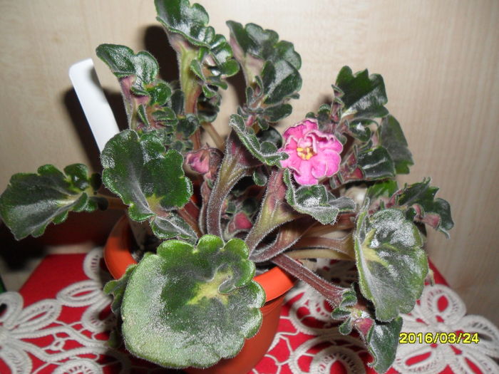 SAM_2705 - Ma s Melody Girl de la T