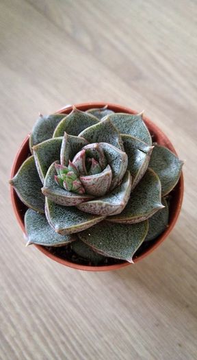echeveria purpurosurum - Cactusi si Suculente