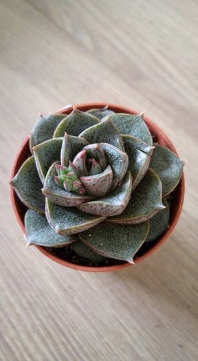 echeveria purpurosurum