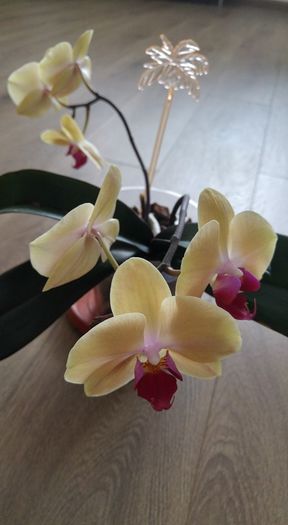 orhidee galbena - Orhidee
