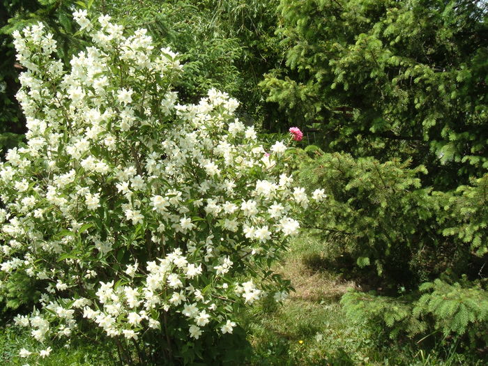 iasomie (lamaita) foarte parfumata - Iasomie -lamaita Philadelphus