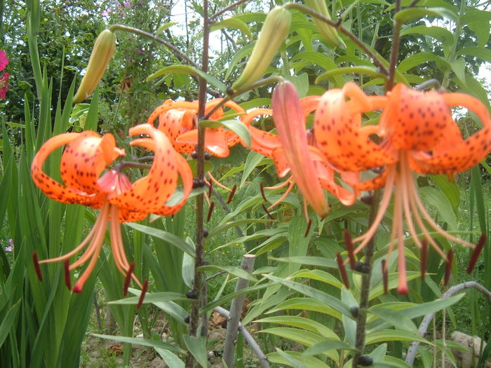 Lilium tigrinum. - Crini dalii gladiole