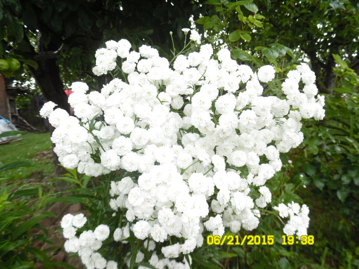 Alchemilla ptarmica - Plante perene cu flori