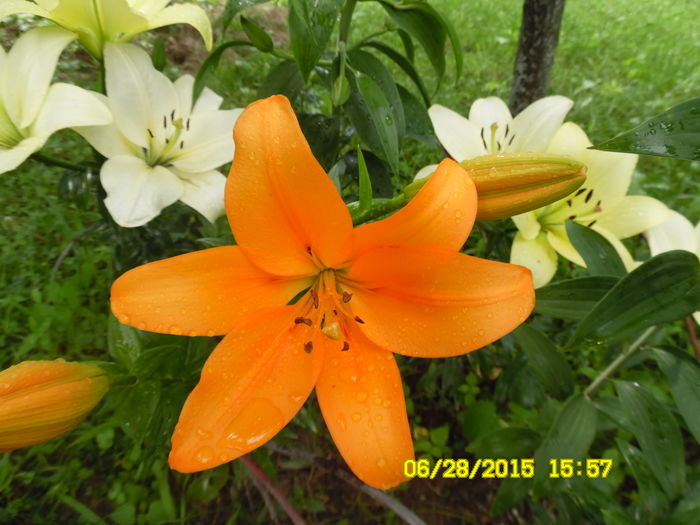 crin portocaliu - Crini dalii gladiole