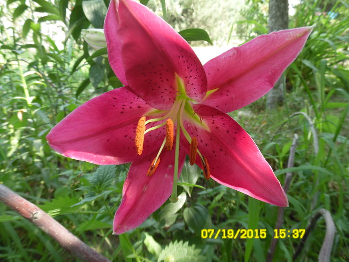 SAM_1317 - Copy - Crini dalii gladiole