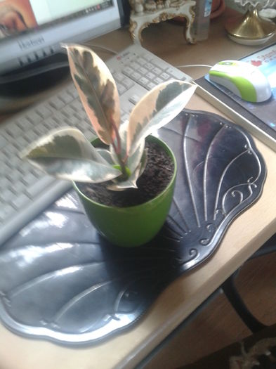 002; un ficus abia achizitionat
