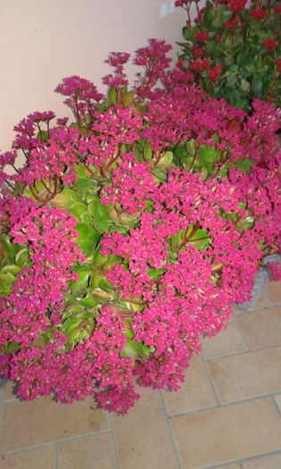 20160330_194653 - Flori din curtea unde locuiesc