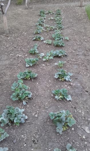 randurile de capsunici