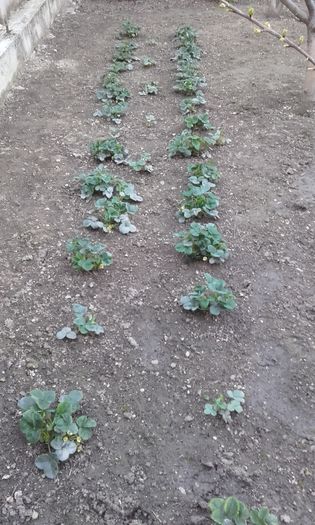 mai treb decat sapate