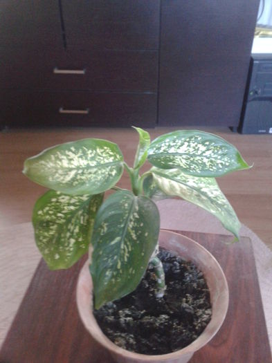 032; dieffenbachia
