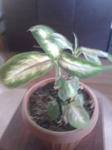 044; dieffenbachia
