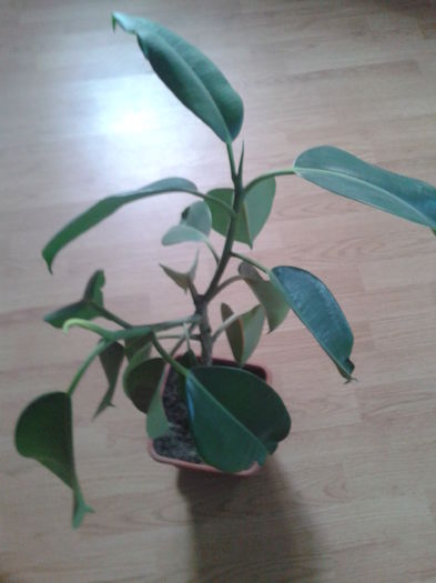 ficus elastica; ficusul elastica
