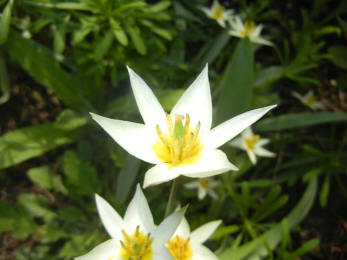 Tulipa Turkestanica (2016, March 27)