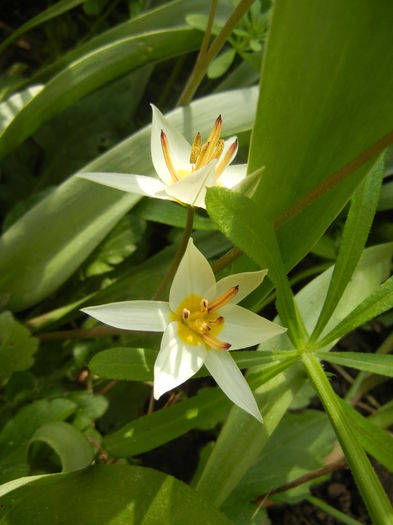 Tulipa Turkestanica (2016, March 27)