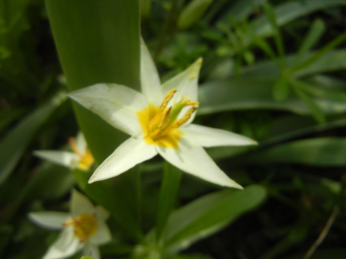 Tulipa Turkestanica (2016, March 27)