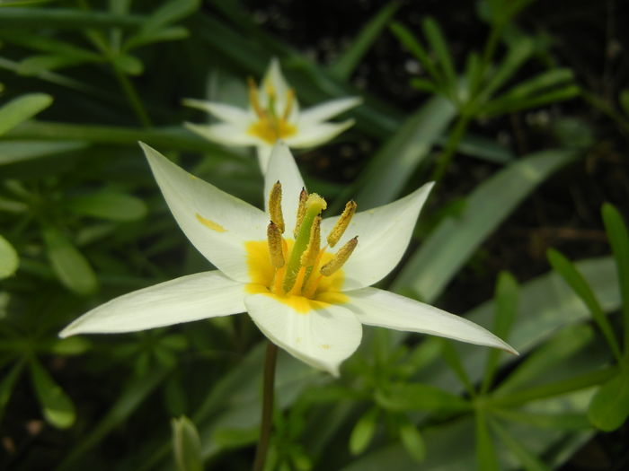 Tulipa Turkestanica (2016, March 27)