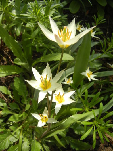 Tulipa Turkestanica (2016, March 27)