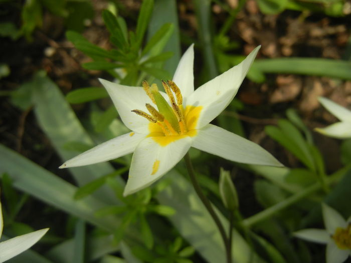 Tulipa Turkestanica (2016, March 27)