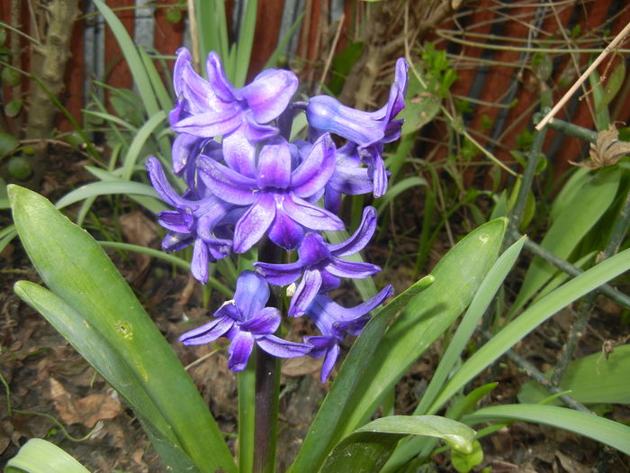 Hyacinth Peter Stuyvesant (2016, Mar.27)