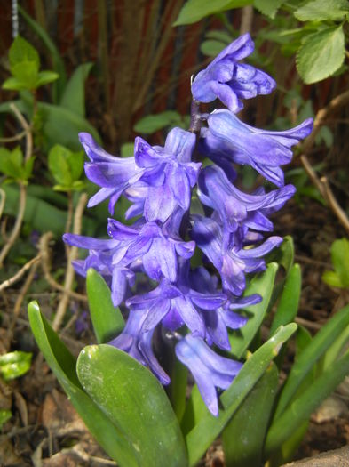 Hyacinth Peter Stuyvesant (2016, Mar.27) - Hyacinth Peter Stuyvesant