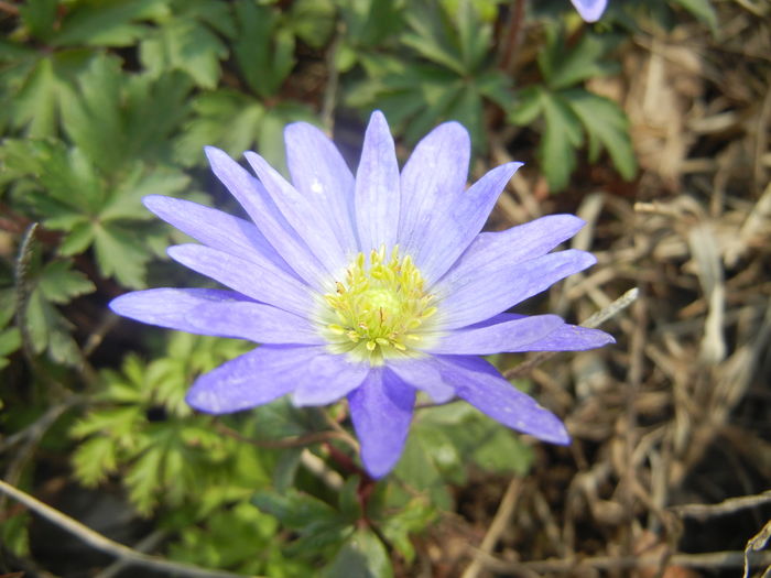 Anemone Blue Shades (2016, March 27)