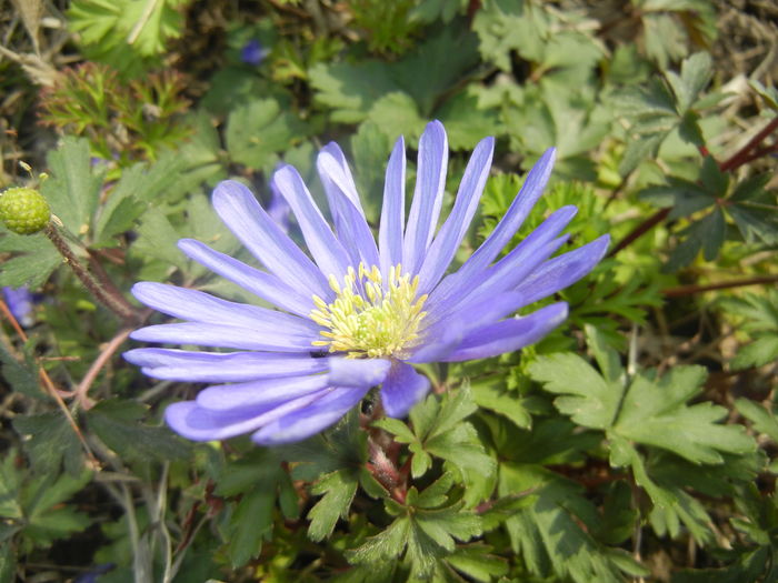 Anemone Blue Shades (2016, March 27)