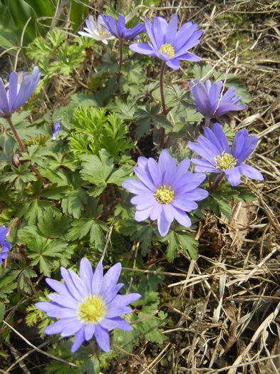 Anemone Blue Shades (2016, March 27)